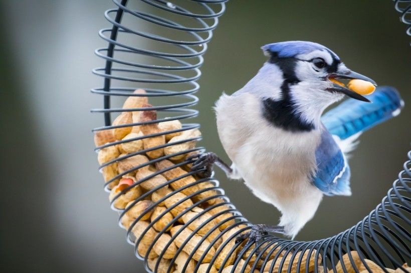 bird on a birdfeeder