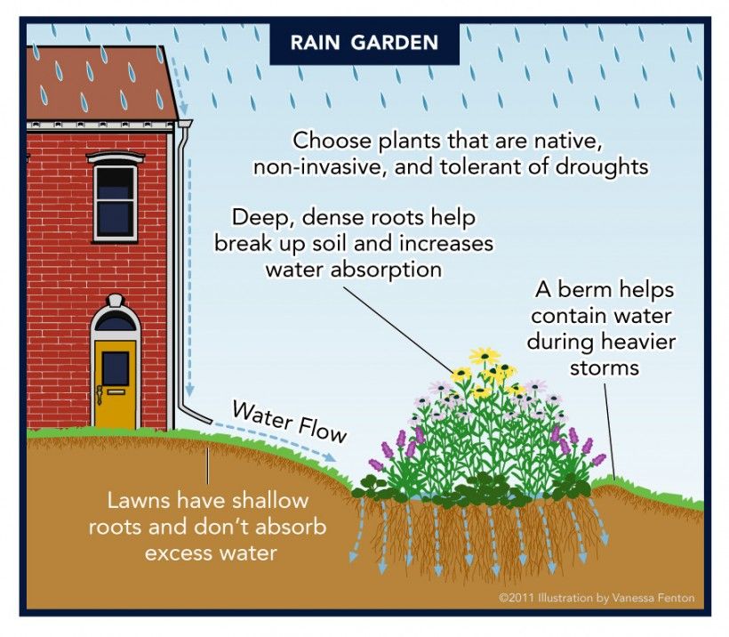 Rain Garden infographic
