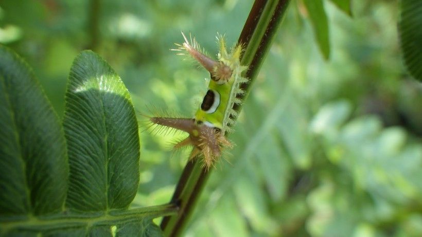 Saddleback caterpillar. Photo by Hannah Paulson.