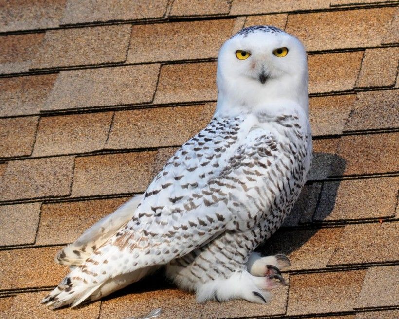 Snowy owl photographed in Devon, PA by David Hucker