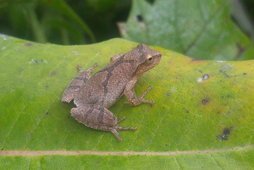 Spring Peeper Frog