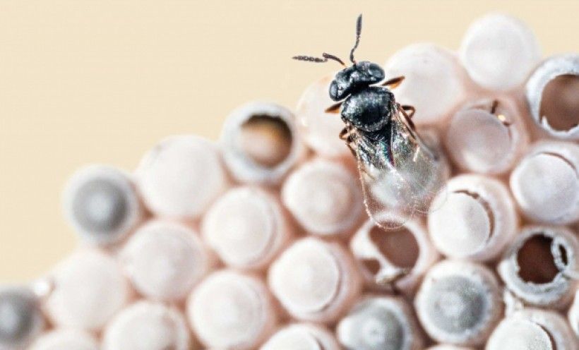 Samurai wasp emerging from stinkbug eggs, (Image: USDA-Aphis Quarantine Facility, Corvallis, Oregon) 