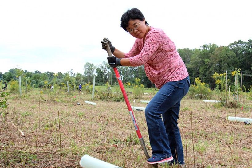 tree planting