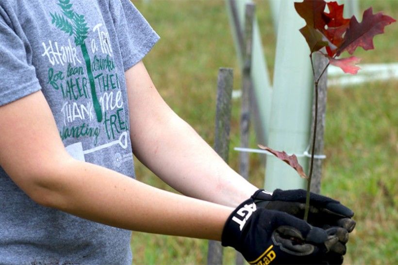 tree planting