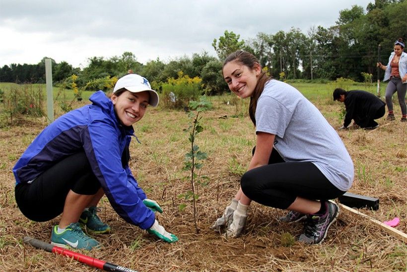 planting trees