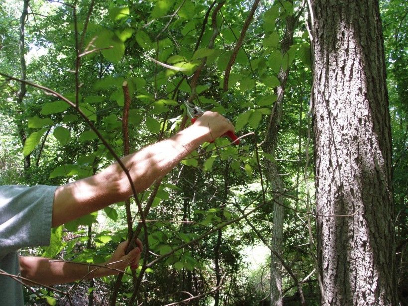 Cut invasive vines twice: at eye-level and a couple of inches from the ground.