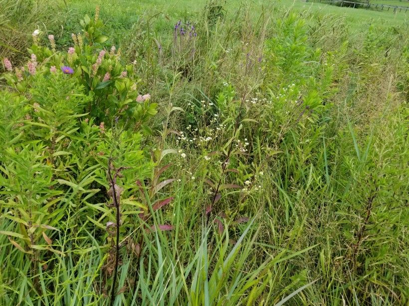 New York Aster, Daisy Fleabane, Blue Vervain, summersweet and other native plants. New York Aster, Daisy Fleabane, Blue Vervain, summersweet and other native plants.