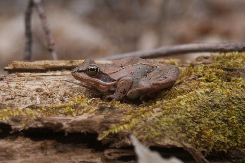 Wood frog