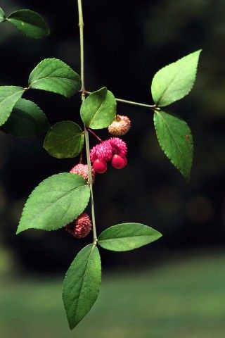 Strawberry shrub (Euonymus americanus) fruit. Photo by James H. Miller & Ted Bodner, Southern Weed Science Society, bugwood.org.