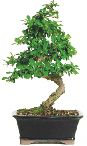 Bonsai tree