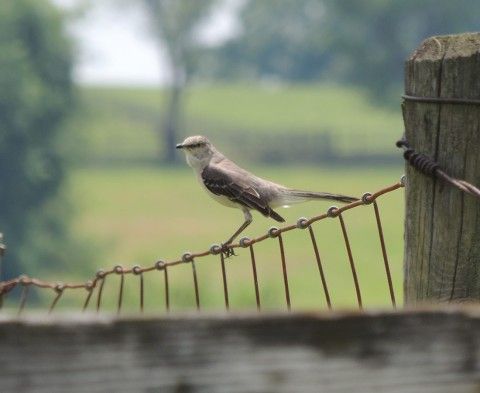 close up of a bird