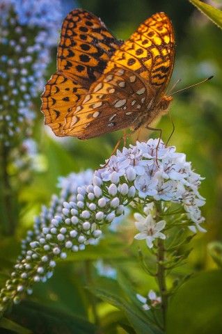 This photo of a Great Spangled Fritillary highlights the sunlight that butterflies crave. Photo: Janice Fiorina