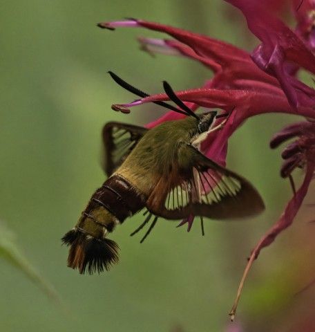This photo of hummingbird clearwing, which is a moth in the Sphingidae family, shows the robust body shape moths have. Photo: Cathy Straub