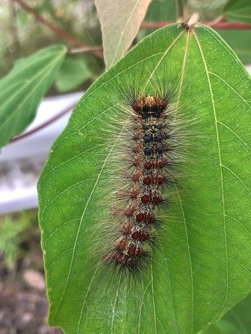 Pests like the spongy moth (Lymantria dispar dispar) caterpillar can cause significant stress to deciduous hardwood species and leave them susceptible to other diseases. KKPCW, CC BY-SA 4.0, via Wikimedia Commons Spongy moth caterpillar on a leaf.
