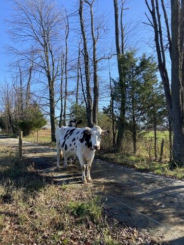 a cow stands in the middle of a path framed by bare winter trees