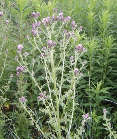 Canada thistle (Cirsium arvense): Leslie J. Mehrhoff, University of Connecticut, Bugwood.org photo of Canada thistle in bloom
