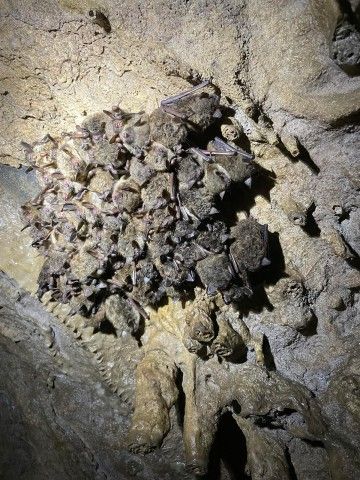 Colony of little brown bats. Photo credit: Mollie Byrne a vertical image showing a colony of bats