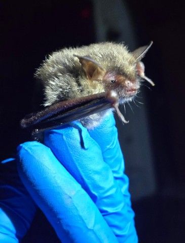 Northern long-eared bat. Photo credit: Mollie Byrne close-up shot of a blue-gloved hand holding a bat