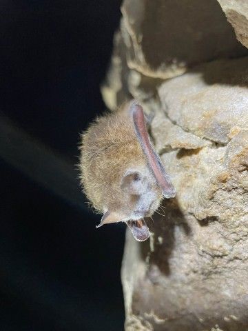 Tricolor bat with WNS. Photo credit: Mollie Byrne close-up shot of a bat covered with the white fungal infection called Wet Nose Syndrome