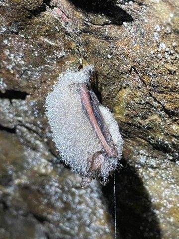 Tricolor bat covered in frost. Photo credit: Mollie Byrne close-up shot of a bat covered in frost