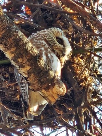 Northern Saw-whet Owl seen at Brandywine's Waterloo Mills Preserve. Credit: Kevin Fryberger vertical photo of a small owl sitting on the branch of a tree and viewed from below