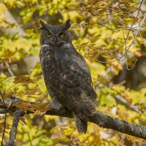 Great Horned Owl, Photo credit: Paul Danese via Wikimedia Commons square image of an owl looking directly at the camera