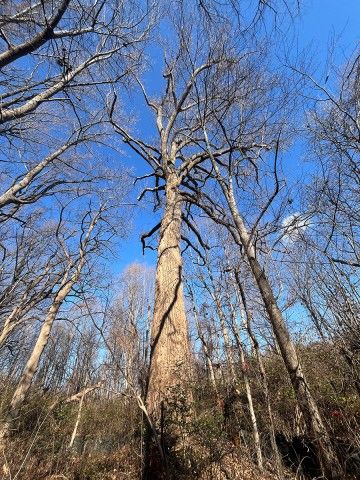 Tuliptree. Photo credit: Connor Smeader photo taken from the ground looking up at a tall tree without leaves as it stretches towards the sky