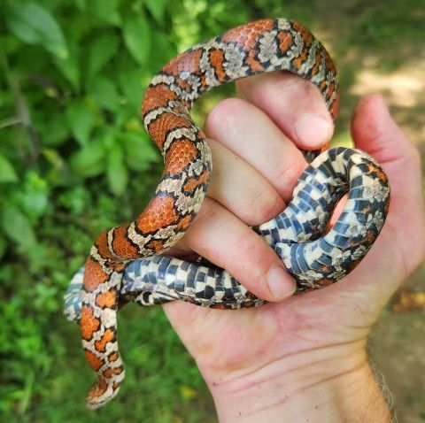 A milk snake found at Waterloo Mills. Credit: Kevin Fryberger a hand holds a beautifully patterned orange and cream colored snake