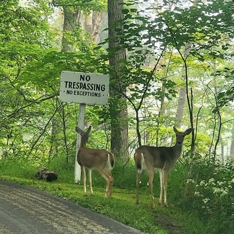White-tailed deer. Credit: Melissa Reckner two white-tailed deer stand in a lush forest near a "No Trespassing" sign