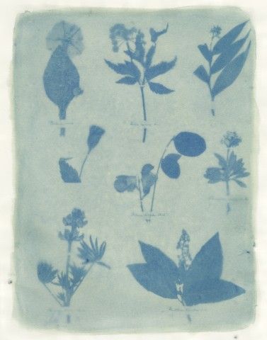blue flower print