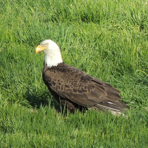 Eagle spotted at the Laurels. Credit: John Goodall an eagle sits in a grassy field