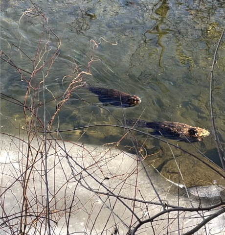 Screengrab of a video of beavers in the Laurels. Credit: Caleb Meredith image of two beavers swimming in an icy stream