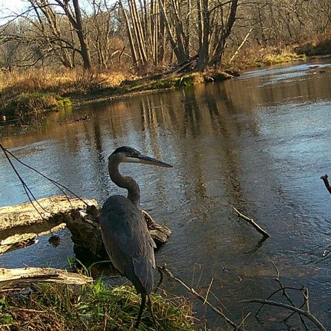 A blue heron captured on a trail cam at the Laurels a blue heron sits on the edge of a stream