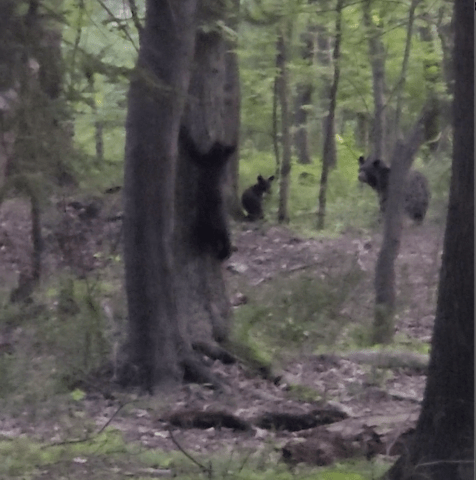 Screengrab from a video of bears at Penguin Court. Credit: Melissa Reckner forest scene of a sow and two bear cubs