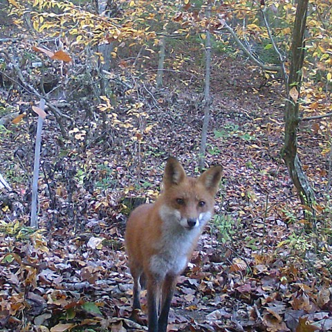 A fox captured on a trail cam at the Laurels wildlife photo of a fox in an autumnal wooded landscape