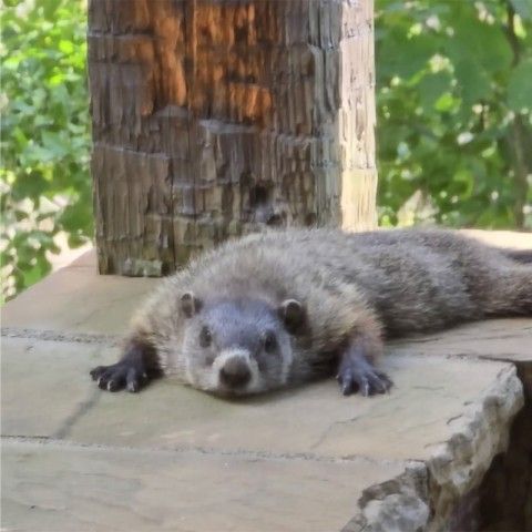 A groundhog seen at Penguin Court. Credit: Melissa Reckner a groundhog laying flat on stones to cool off during the summer heat