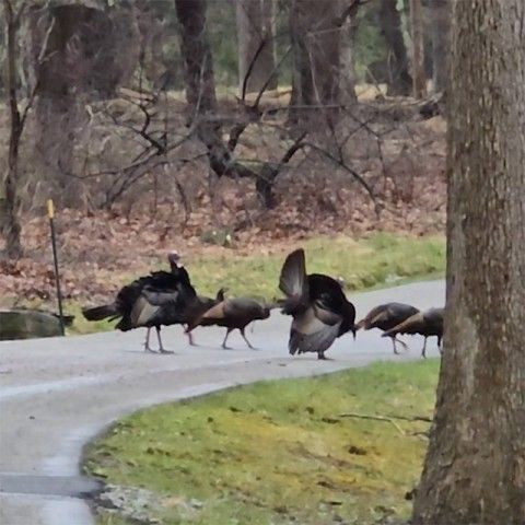 A rafter of turkeys at Penguin Court. Credit: Melissa Reckner a squad of turkeys crosses a road in a wooded area
