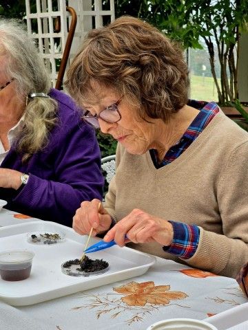 Woman sitting dissecting an owl pellet