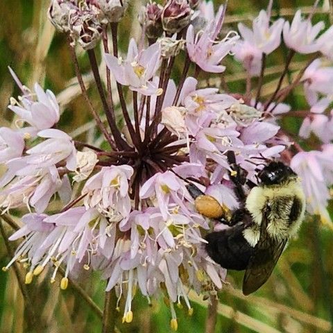 Eastern Common Bumble Bee on Nodding Onion. Credit: Melissa Reckner A Bumble Bee getting pollen from a light pink flower