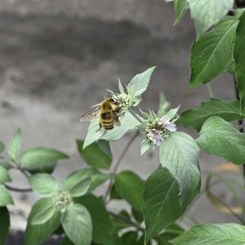 Perplexing Bumble Bee on Pycnanthemum muticum. Credit: Melissa Reckner A Bumble Bee getting pollen from a small white flower