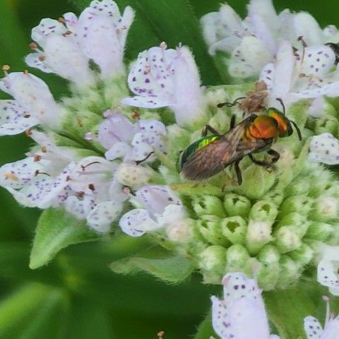 Pure Green Sweat Bee on Pycnanthemum. Credit: Melissa Reckner Pure Green Sweat Bee on a white flower getting pollen