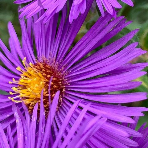 A close up of a purple flower