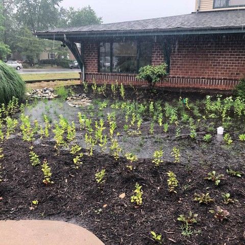 A rain garden