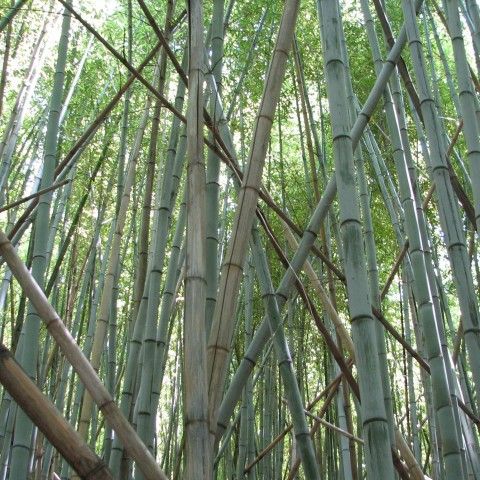 Giant timber bamboo. Credit: Frank Jurcik, Bamboo Invasions, Bugwood.org Forest full of tall Bamboo