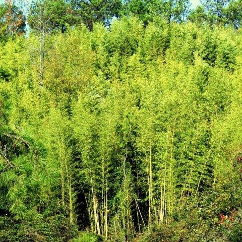 Golden bamboo infestation. Credit: James H. Miller, USDA Forest Service, Bugwood.org A forest full of Bamboo