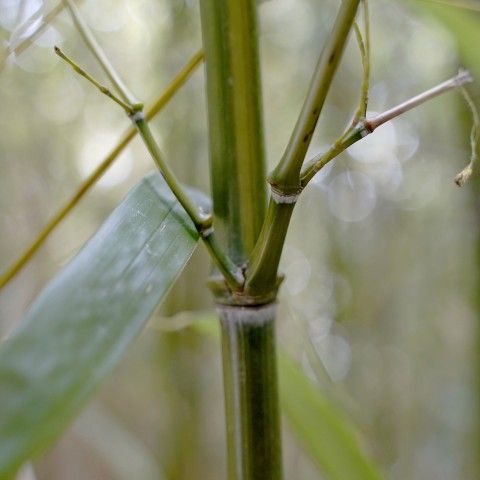 Yellow groove bamboo. Credit: Paul Langlois, Live Botanical Collections, USDA APHIS PPQ, Bugwood.org Up close image of a green Bamboo shoot with stems branching off