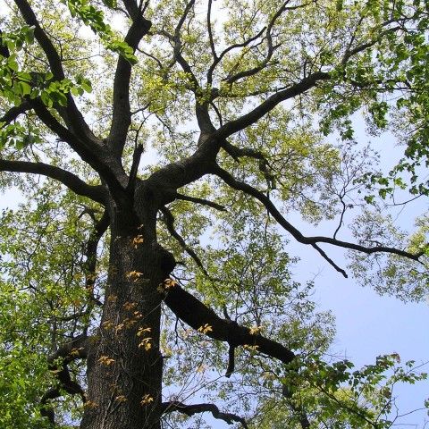View looking up at a tree.
