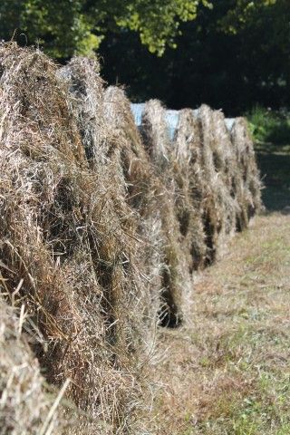 Stacked hay bales