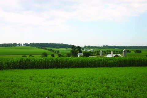 Lush green field with a barn far off in the background