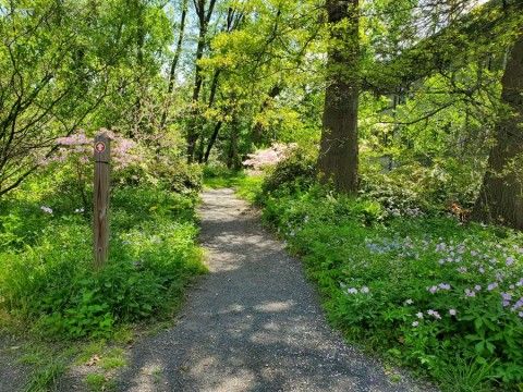 Trail in the spring time